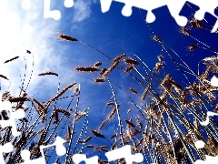 Sky, wheat, Blue