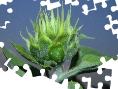 Sky, Sunflower, bud