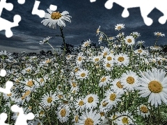 Sky, Flowers, chamomile