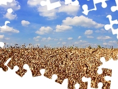 Sky, clouds, Field, blue, corn