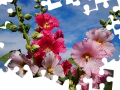 color, bouquet, Sky, Hollyhocks