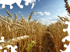 Sky, Field, corn