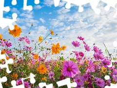 clouds, Sky, Cosmos, Meadow, Flowers