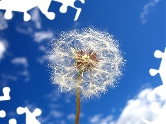 Sky, White, dandelion