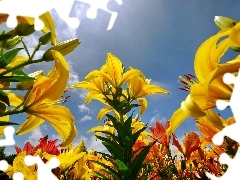 Sky, Yellow, lilies