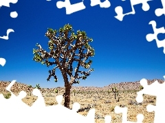 Sky, trees, Desert