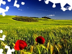 Field, papavers, Sky, corn