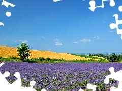 Field, Sky, Narrow-Leaf Lavender, trees