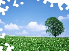 Sky, trees, Field