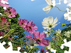 Cosmos, color, Flowers