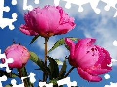 Flowers, Peonies, Sky, bouquet