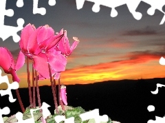 Sky, Cyclamen, west, sun, Flowers