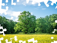 oak, trees, Flowers, Sky, Forest Meadow, viewes