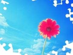 Gerbera, Sky