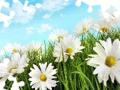 Sky, chamomile, grass