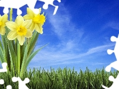 Sky, Daffodils, grass