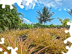 Sky, Palms, grass