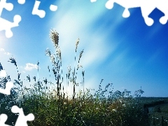 grass, Sky