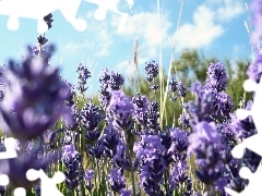 Narrow-Leaf Lavender, Field, Sky