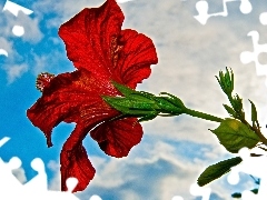 Sky, Red, hibiskus