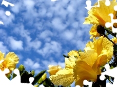 Sky, Yellow, hibiskus