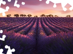 trees, Field, Pinkish, Sky, viewes, lavender