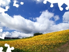 Field, Way, Sky, Nice sunflowers