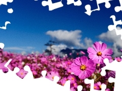 purple, flowers, Sky, Wildflowers