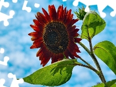 Red, blue, Sky, Sunflower