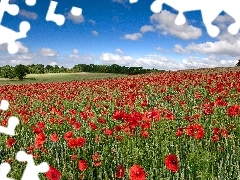 Red, field, Sky, papavers