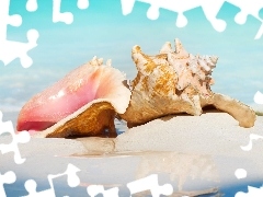 Sand, water, Sky, Shells