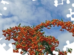 Bush, Fruits, Sky, Sea Buckthorn