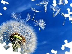 Sky, puffball, Seeds