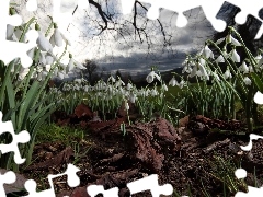 snowdrops, branch pics, Sky, Leaf