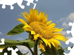 Sunflower, Sky