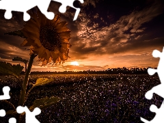 Sunflower, Clouds, Sky, Field