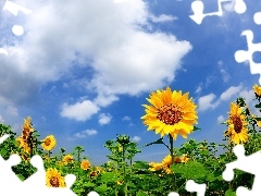 Sky, Field, sunflowers