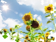 Nice sunflowers, sun, Sky