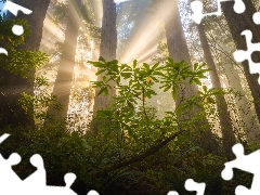 Redwood National Park, trees, light breaking through sky, viewes, fern, California, The United States, redwoods