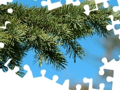 twig, blue, Sky, spruce