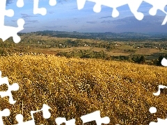 Sky, corn, Upland