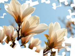 Flowers, Magnolia, Bush, Sky, Twigs, White
