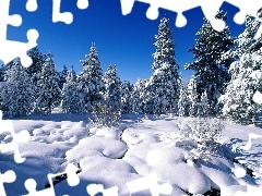 winter, Conifers, Sky, Snowy