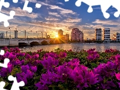 Flowers, skyscrapers, town, rays, panorama, bridge, River, sun