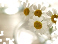 small bunch, Camomile