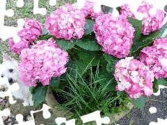 small, doggy, hydrangea, hidden, Pink