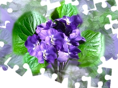 fragrant violets, graphics, small bunch, violets, Flowers