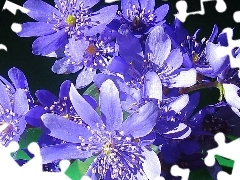 small bunch, hepatica