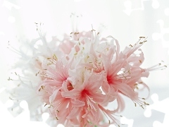 flowers, Light Pink, small bunch