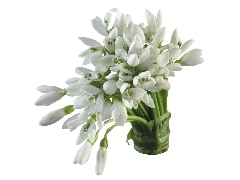 small bunch, snowdrops